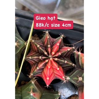 Xương rồng gymno lem