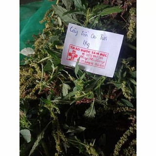 1kg cây dền gai