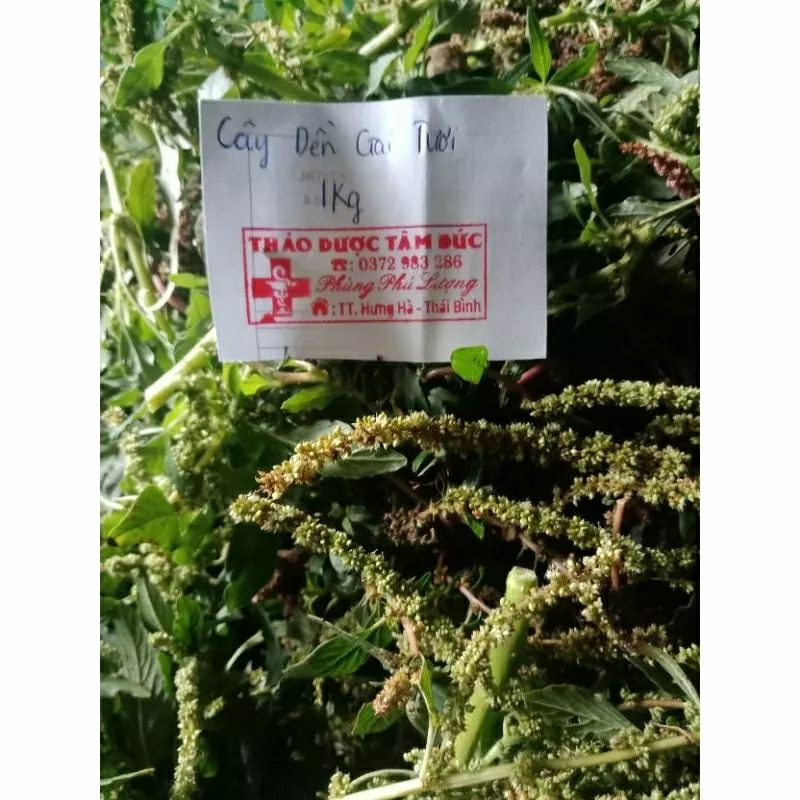 1kg cây dền gai