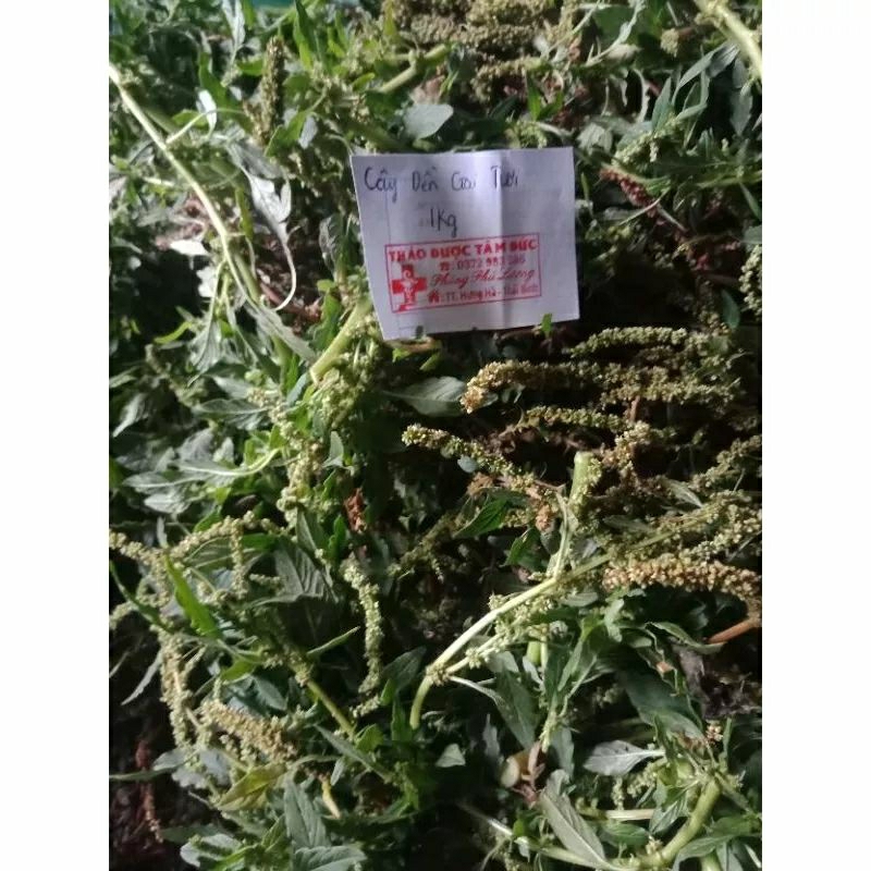 1kg cây dền gai