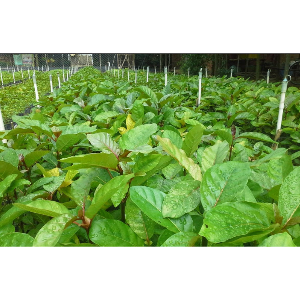 Cây giống gáo vàng (cây thiên ngân)
