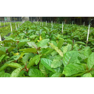 Cây giống gáo vàng