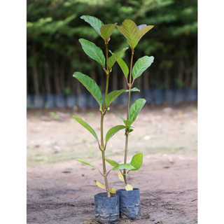 Cây giống gáo vàng (cây thiên ngân)