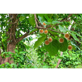 Cây giống gáo vàng (cây thiên ngân)