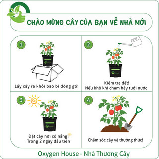 BẠC HÀ TÁO