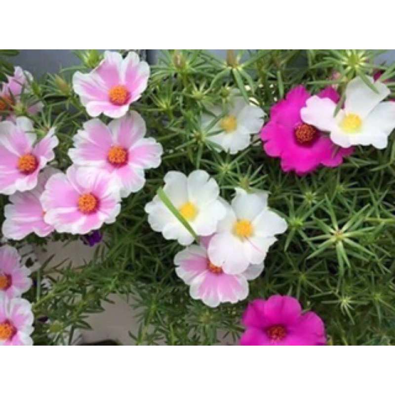 15 cành hoa 10h Mỹ 3 màu