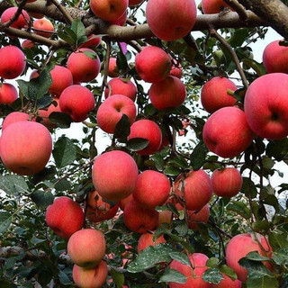 Cây giống táo đỏ lùn siêu trái