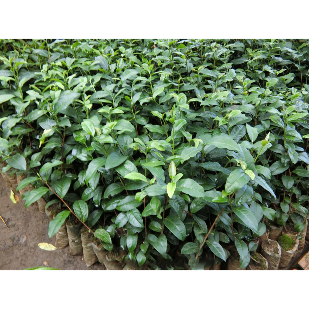 Cây giống chè san tuyết