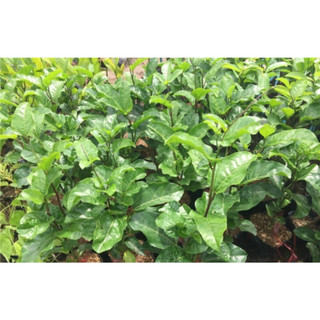 Cây giống chanh leo tím
