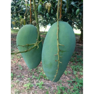 Cây giống xoài tượng da xanh