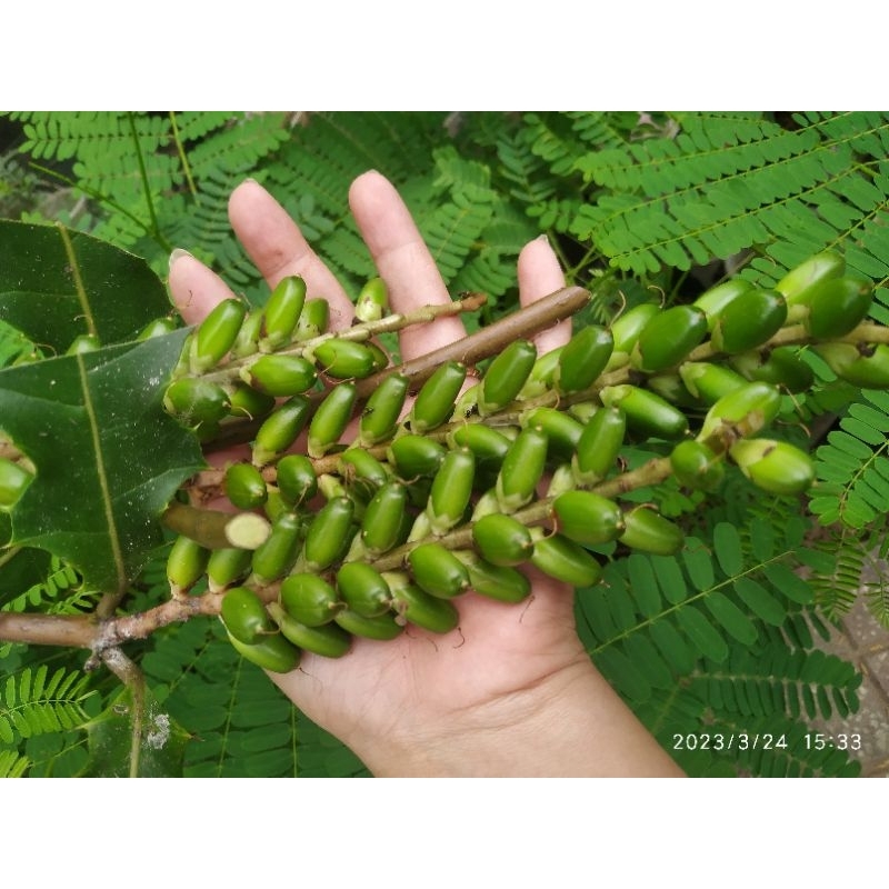 30 trái ô rô tươi