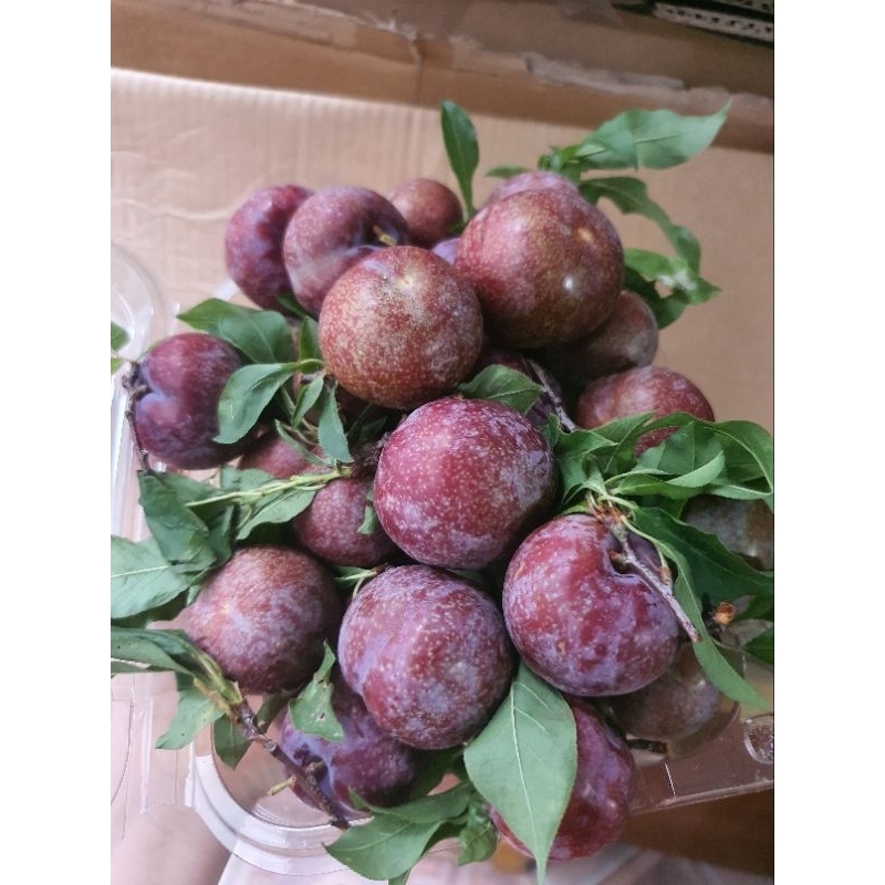 Mận Hậu Kim Chung Mộc Châu - Khay 500g