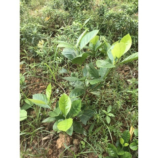 Cây bạch thiên hương20-25cm