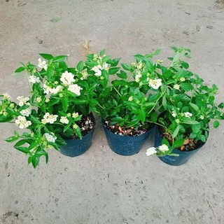 Cây Trâm Ổi Trắng (Ngũ Sắc Trắng)