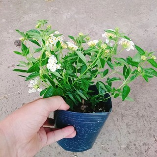 Cây Trâm Ổi Trắng (Ngũ Sắc Trắng)