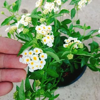 Cây Trâm Ổi Trắng (Ngũ Sắc Trắng)