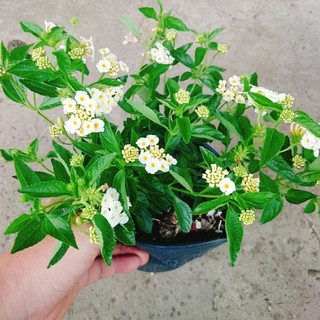 Cây Trâm Ổi Trắng (Ngũ Sắc Trắng)