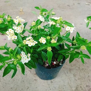 Cây Trâm Ổi Trắng (Ngũ Sắc Trắng)