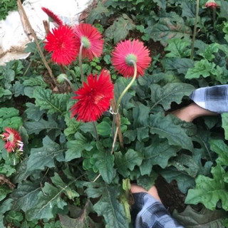 1 nhánh hoa đồng tiền cổ rễ trần