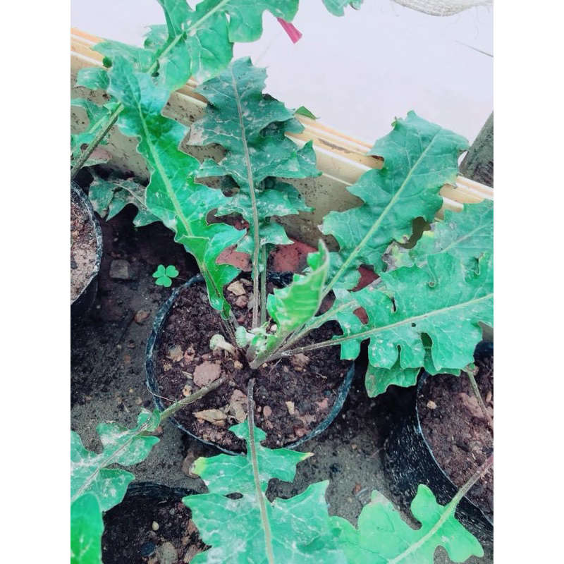 9 màu 1 nhánh rễ trần