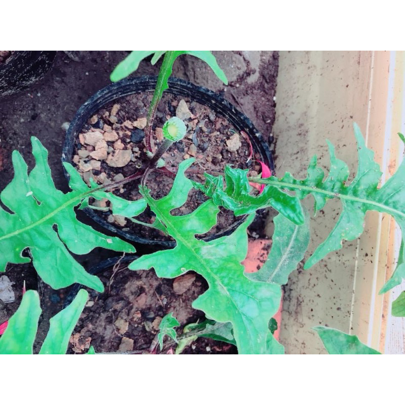 9 màu 1 nhánh rễ trần