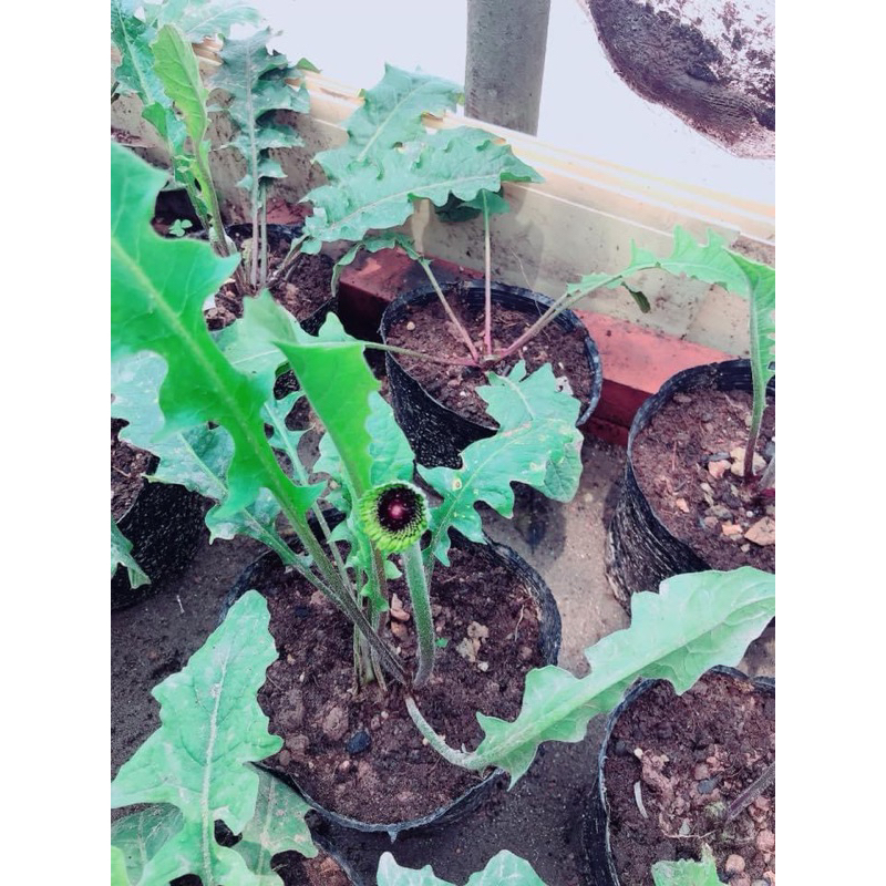 9 màu 1 nhánh rễ trần