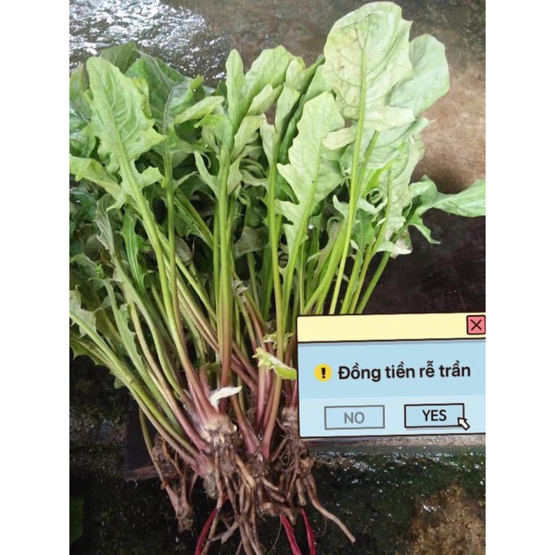 9 màu 1 nhánh rễ trần