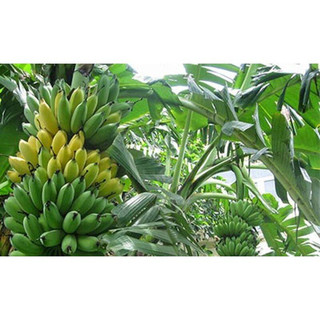 Cây giống chuối sứ cấy mô