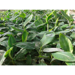Cây giống chuối sứ cấy mô ( giống siêu tốt)