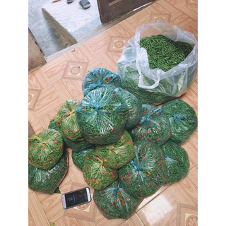 Cây Ớt Xiêm Xanh (Ớt sẻ, ớt rừng) (giống siêu tốt)