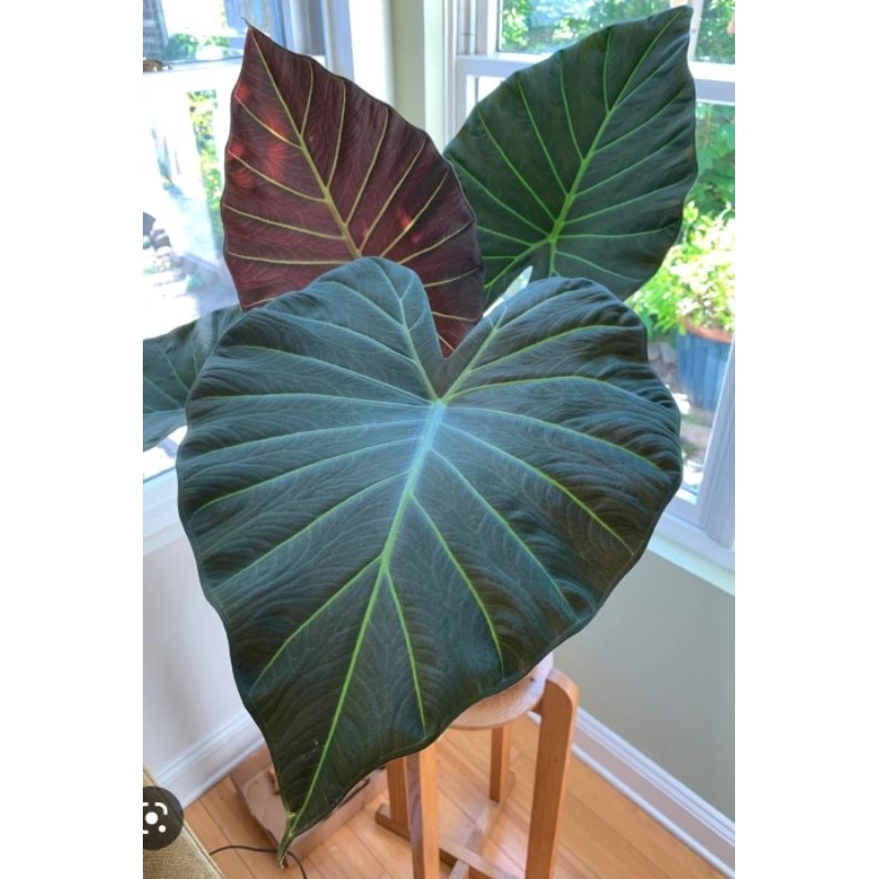 Alocasia Regal Shield