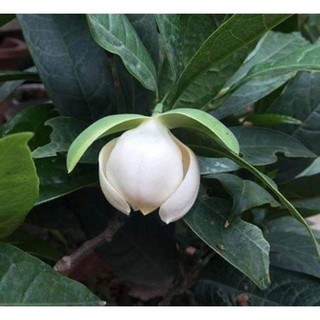 Cây hoa dạ hợp hương thơm ngây ngất