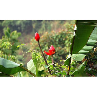 chuối hột rừng(củ giống)