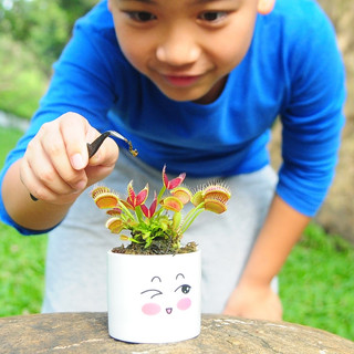 Cây bẫy kẹp, Cây bắt mồi, Venus Flytrap trang trí nhà cửa