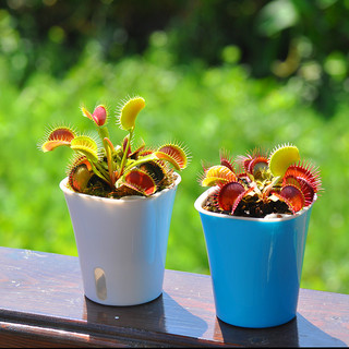 Cây bẫy kẹp, Cây bắt mồi,  Venus Flytrap trang trí nhà cửa, cây giả