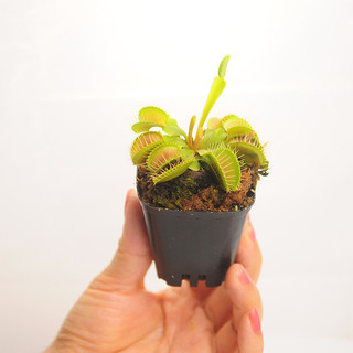 Cây bẫy kẹp, Cây bắt mồi,  Venus Flytrap trang trí nhà cửa, cây giả