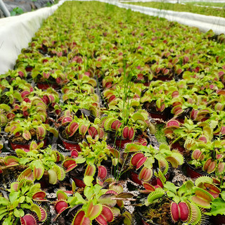 Cây bẫy kẹp, Cây bắt mồi,  Venus Flytrap trang trí nhà cửa, cây giả