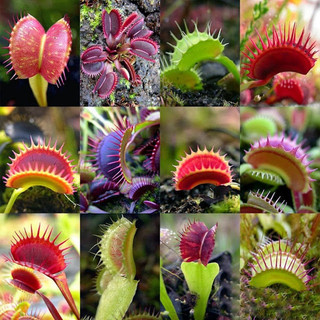 Cây bẫy kẹp, Cây bắt mồi,  Venus Flytrap trang trí nhà cửa, cây giả