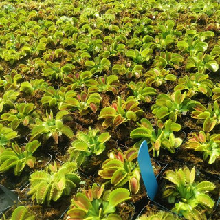 Cây bẫy kẹp, Cây bắt mồi,  Venus Flytrap trang trí nhà cửa, cây giả