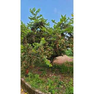 Cây giống chòi mòi