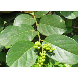Cây giống chòi mòi