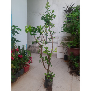 Cây sơ ri - chiều cao khoảng 1m- như hình
