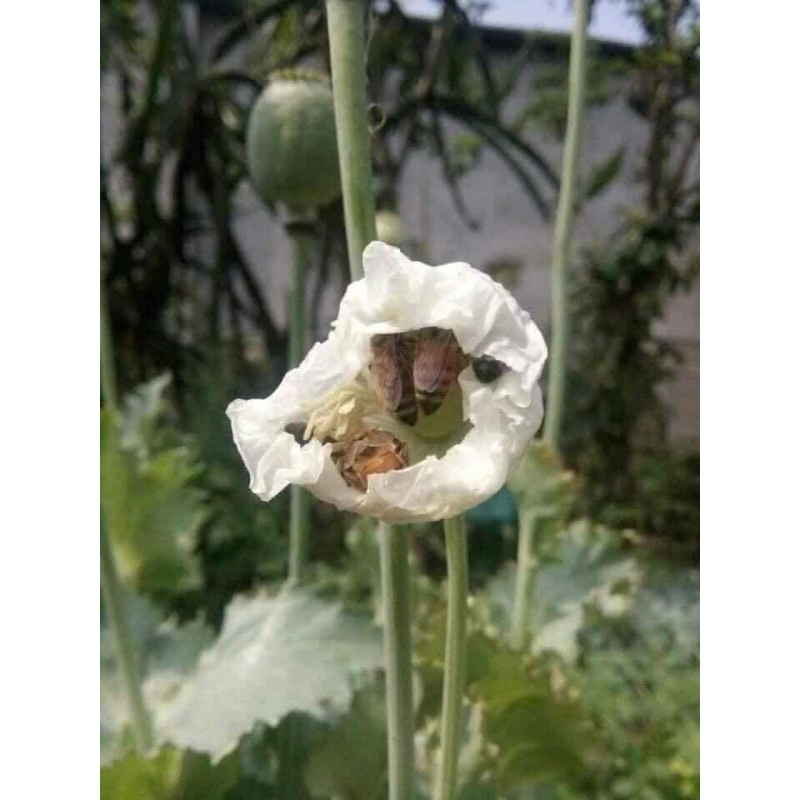 Mật ong đắng. mật ong 138. hàng bao chuẩn sịn. đang mùa