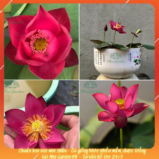 Củ giống sen mini Tú Mạc - Mini Garden