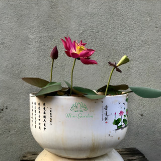 Củ giống sen mini Tú Mạc - Mini Garden