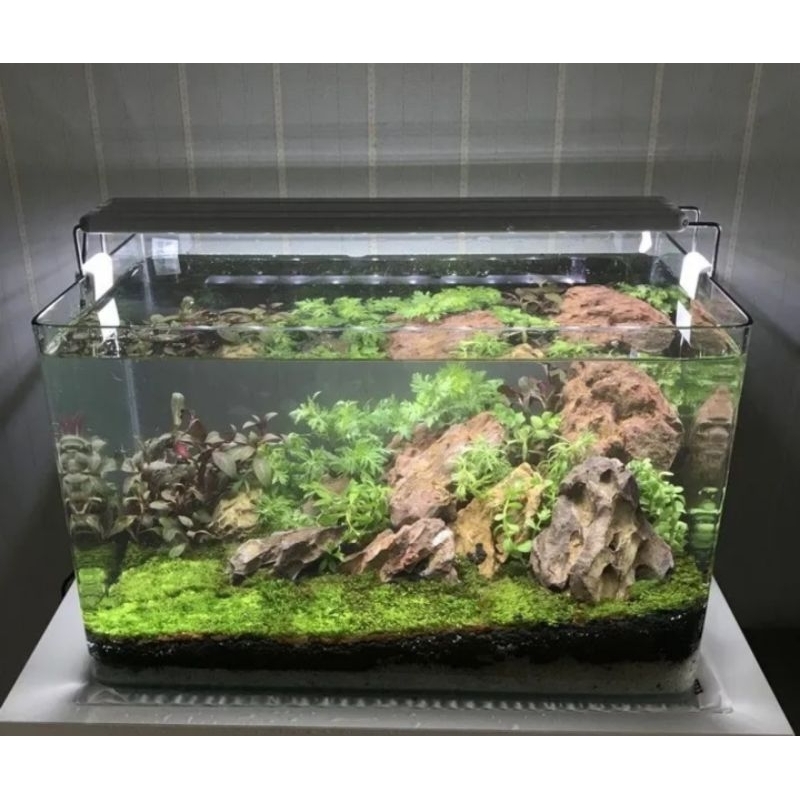 Hồ Đúc Bo Tròn Để Nuôi Cá Thủy Sinh