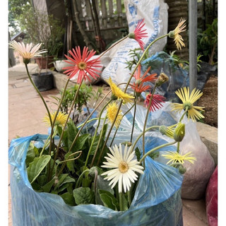 1 nhánh hoa đồng tiền ta cổ