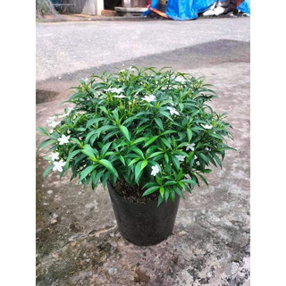 Cây mai vạn phúc nhỏ đường kính 10-15cm