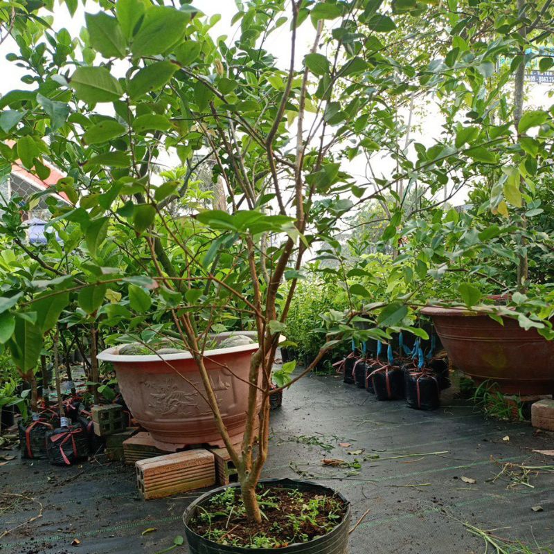 Nho thân gỗ tứ quý loại lớn đang có bông