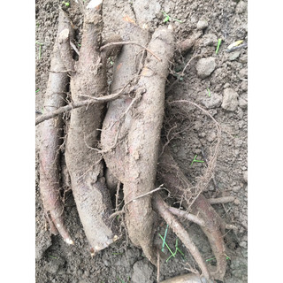 1 kg củ gai tươi